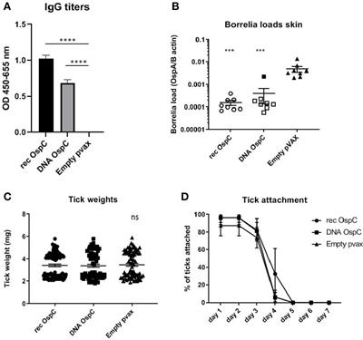 Tick-Tattoo: DNA Vaccination Against B. burgdorferi or Ixodes scapularis Tick Proteins